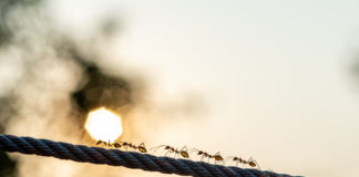 5 mýtov o mravcoch, ktorým verí väčšina z vás