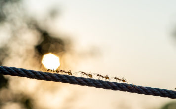 5 mýtov o mravcoch, ktorým verí väčšina z vás