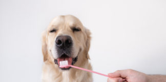 Dentálna hygiena u psov
