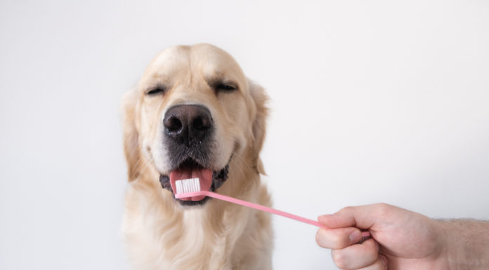 Dentálna hygiena u psov